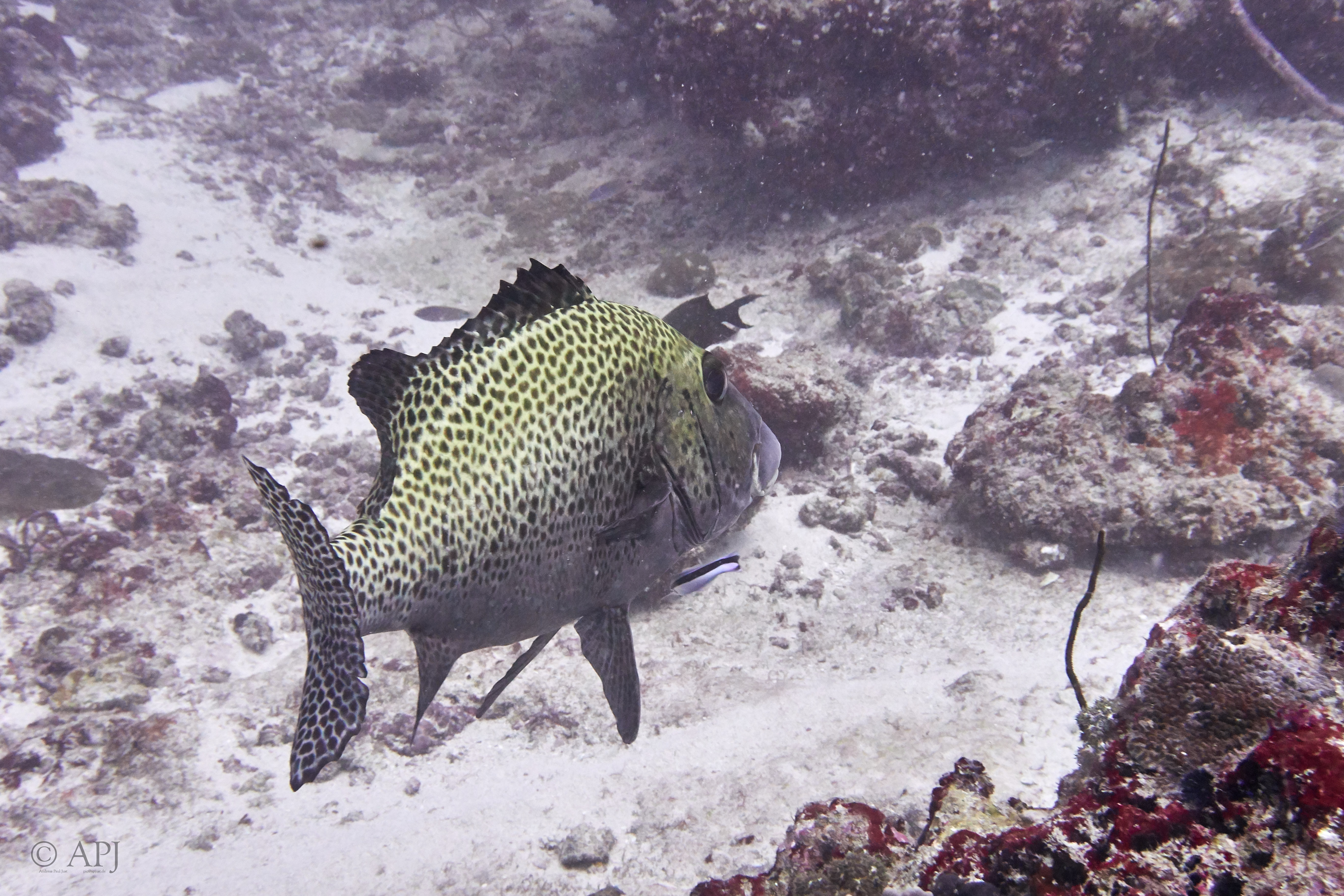 000517 14 08 17  Canon PowerShot G7 X Mark II   Malediven2017